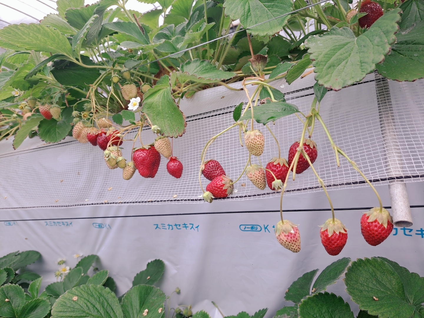 SNOW 20260302 142903 360